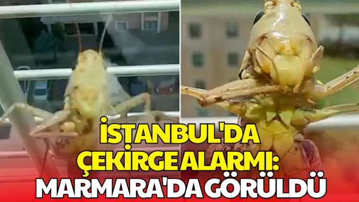 İstanbul'da Dev Çekirge Paniği! Peş Peşe Görüntüler Gelmeye Başladı